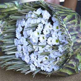 Chrysanthemum