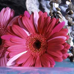 Gerbera