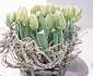 Textured Tulips