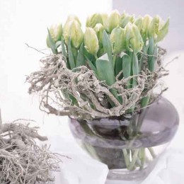 Textured Tulips