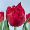 Red Tulips