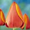 Orange and Brown Tulips