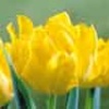 Yellow Tulips