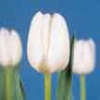 White and Off-White Tulips