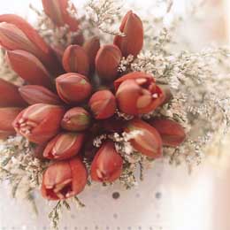 Bud amaryllis and limonium