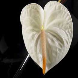 Anthurium