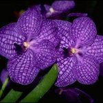 Vanda Orchid