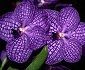 Vanda orchid