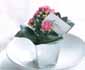 A great idea form the Flowers & Plants Association - kalanchoes in silver pots make a cute place setting that your guests can take home!