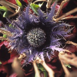 Eryngium