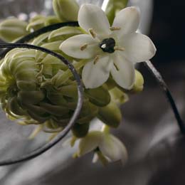 Ornithogalum