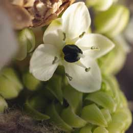 Ornithogalum