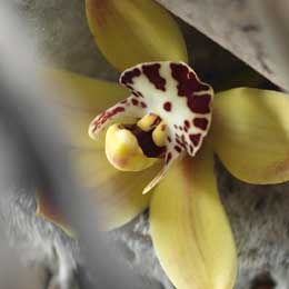 Cymbidium