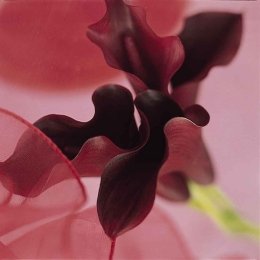 Zantedeschia – "Schwartzwald" – almost black Arum