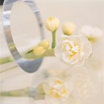 Narcissus
