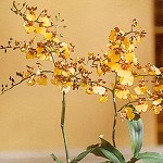 Oncidium Orchid