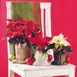 Various poinsettias