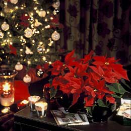 Red poinsettia and Christmas tree