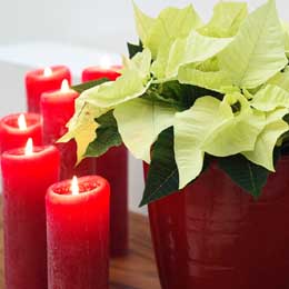 White poinsettia with red candles