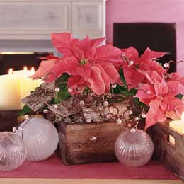 Pink poinsettias