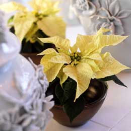 White small poinsettias