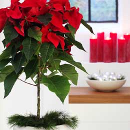 Large red poinsettia grown as a "standard"