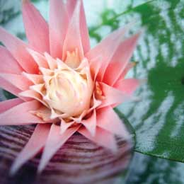 Aechmea fasciata