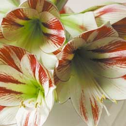 Amaryllis