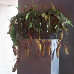 Nepenthes