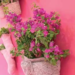 Bougainvillea