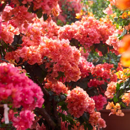 Salmon, pink, and orange bougainvillea