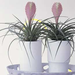 Tillandsia cyanea, the airplant