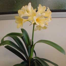 Clivia