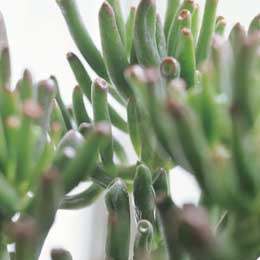 Crassula ovata