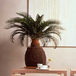 Cycas revoluta