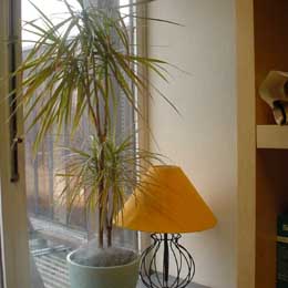 Dracaena marginata