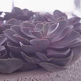 Echeveria