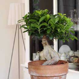 Ficus ginseng