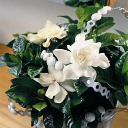 Gardenia