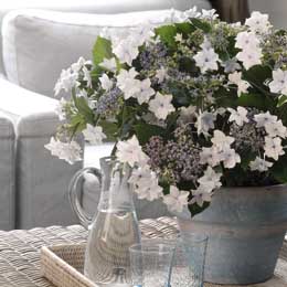 White douple lacecap hydrangeas on a living room table