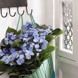 Hanging blue lacecap hydrangea