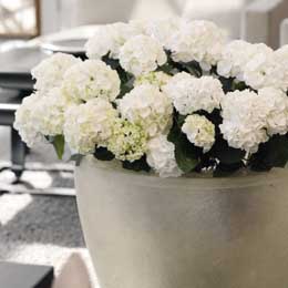 White pompom hydrangeas in a big silver container