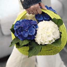 Portable white & blue mophead hydrangeas 