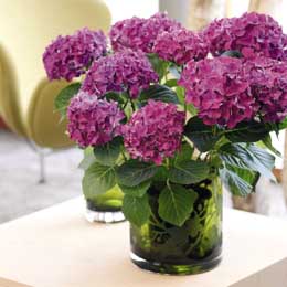 Magenta pompom hydrangeas in green glass pots