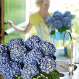 Lots of blue bicolour hydrangeas