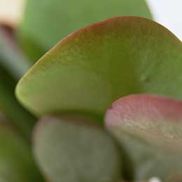 Kalanchoe thyrsiflora