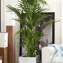 Kentia palm