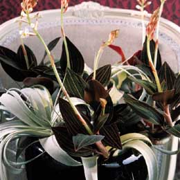 Ludisia orchid