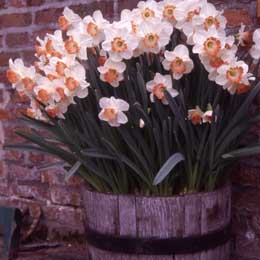 Daffodils (Narcissi)