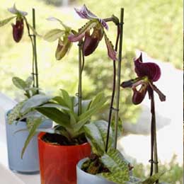 Paphiopedilum